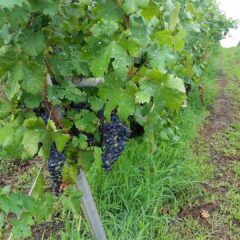 アレアティコ / Aleatico