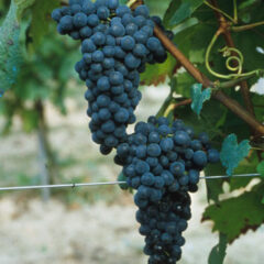 アルバロッサ / Albarossa