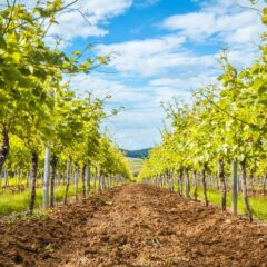 アルバーナ/ Albana