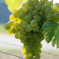 アルバローラ/ Albarola