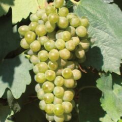 ファランギーナ｜Falanghina