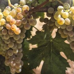 グラナッツァ｜Granazza