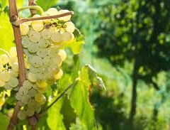 マルヴァジア｜Malvasia