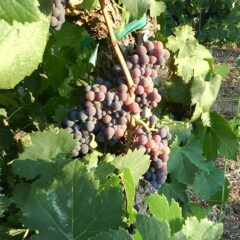 サンジョベーゼ｜Sangiovese