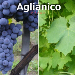 アリアニコ/ Aglianico