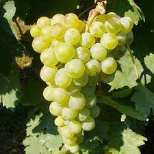 グリッロ｜Grillo