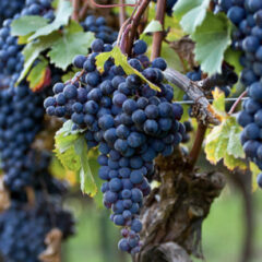 ドルチェット｜Dolcetto