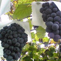 モスカート｜Moscato