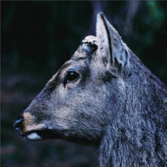 音楽とナチュラルワインの関係 Vol,8